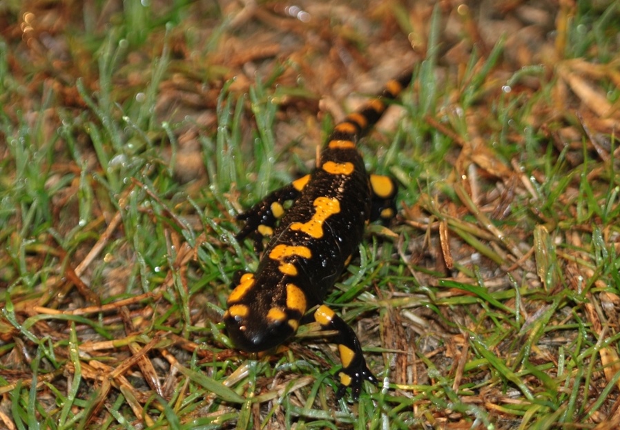 Una Salamandra in giardino